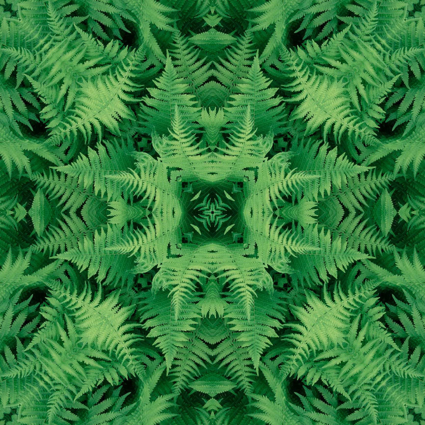Mandala of ferns