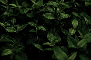 Rabbi Danya Ruttenberg