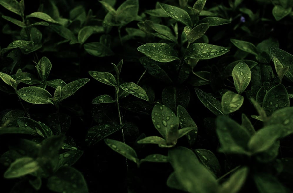 Rabbi Danya Ruttenberg